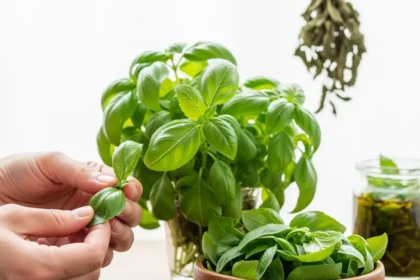 Maîtriser la Récolte et la Conservation du Basilic