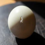La Fragilité Insoupçonnée de l’Œuf Dur Écalé
