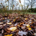 Le Trésor Caché des Feuilles Mortes pour un Jardin Serein en Hiver