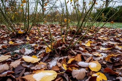 Le Trésor Caché des Feuilles Mortes pour un Jardin Serein en Hiver