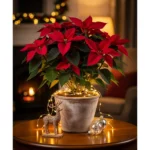 Le Poinsettia : Une Magnifique Alternative au Sapin de Noël
