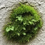 Débarrassez-vous de la mousse sur vos murs : Guide complet