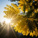 Le Mimosa : Un Rayon de Soleil Doré pour Égayer Votre Hiver