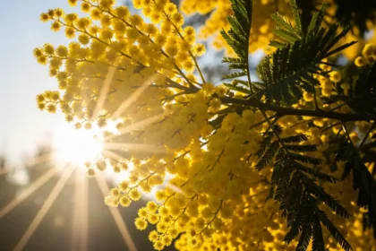 Le Mimosa : Un Rayon de Soleil Doré pour Égayer Votre Hiver