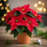 Le Poinsettia : Votre Étoile de Noël Scintillante ✨