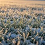 L’Hiver, un Moment Clé pour la Vitalité de Votre Pelouse