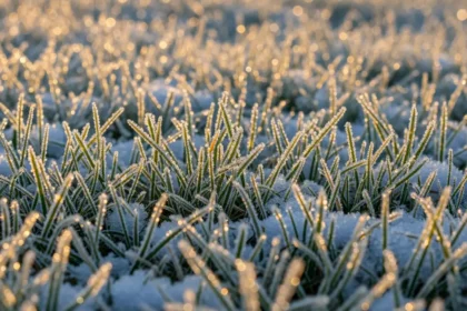 L’Hiver, un Moment Clé pour la Vitalité de Votre Pelouse