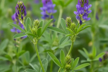 L’Alfalfa : Découverte, Bienfaits et Modes de Consommation