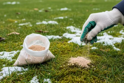 Dites Adieu à la Mousse : Le Secret d’une Pelouse Verte Tout l’Hiver