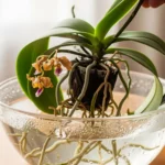 Comment sauver votre orchidée mourante : Le secret du bain d’eau tiède