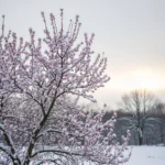 Provoquer une floraison hivernale inattendue sur vos arbres fruitiers : Le secret bien gardé des jardiniers