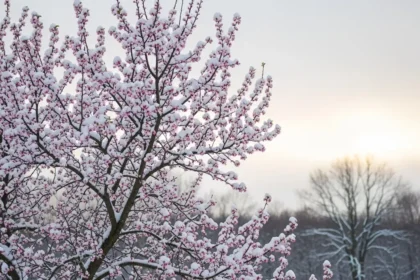Provoquer une floraison hivernale inattendue sur vos arbres fruitiers : Le secret bien gardé des jardiniers
