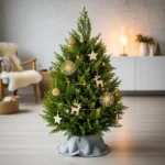 Le Cyprès de Lawson : La Révolution Scandinave de Nos Fêtes de Fin d’Année