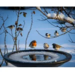 L’eau pour les oiseaux en hiver : nécessité ou risque ?