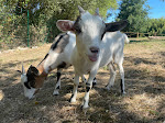 Photos de La mini-ferme d'Escouflant n°20