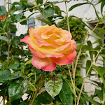 Photos de Rêve de Loire : gîte et chambres d'hôtes n°12