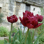 Photos de Clos des Moulins n°10