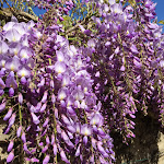 Photos de Domaine Pont Juillet n°15