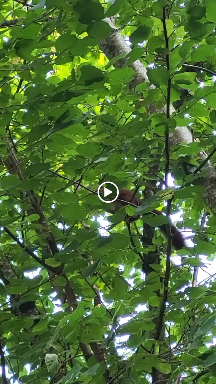 Photos de L'Esprit du Bois n°8