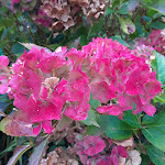 Photos de TREGONT MAB chambres d'hotes 29 n°21