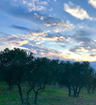 Photos de Le Petit Amandier n°13