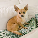 Photos de MONTMARTRE ROMANTIC, Bed & Breakfast - Paris n°5