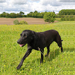 Photos de Chambre d'Hôtes chez artiste verrier, La Perrière - Perche n°10