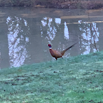 Photos de Chambres D’hôtes L'étang des 7 n°14