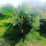 Photos de L'Olivier Zen n°7