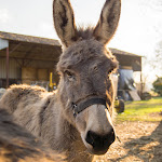 Photos de Le Bourg Joly n°9