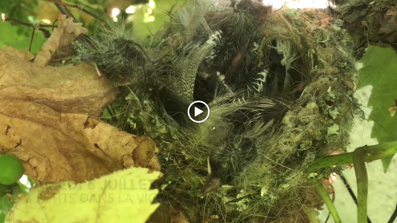 Photos de L'Arbre émaillé n°9