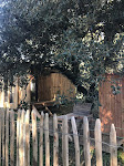 Photos de ma cabane sous les arbres n°9