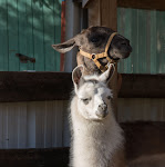 Photos de Manoir De La Maison Blanche n°16