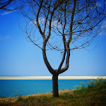 Photos de Chambre d'hôtes Fare Bambou n°8