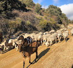 Photos de Comme à la maison près de la DOLCE VIA n°12