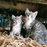 Photos de La Ferme de Plénoise Bed and Breakfast n°10