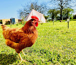 Photos de Glamping La Belle Étoile n°10