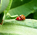 Photos de Domaine de Garat - 33270 Bordeaux-Floirac - Bed and breakfast - chambre d'hôtes de charme n°8