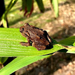 Photos de Domaine de Garat - 33270 Bordeaux-Floirac - Bed and breakfast - chambre d'hôtes de charme n°9