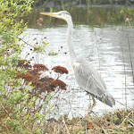 Photos de Le Valérien n°5