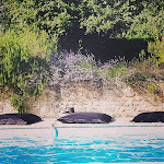 Photos de La Loge du Grand Cèdre, chambre d'hôtes et gîte, Saintes n°9