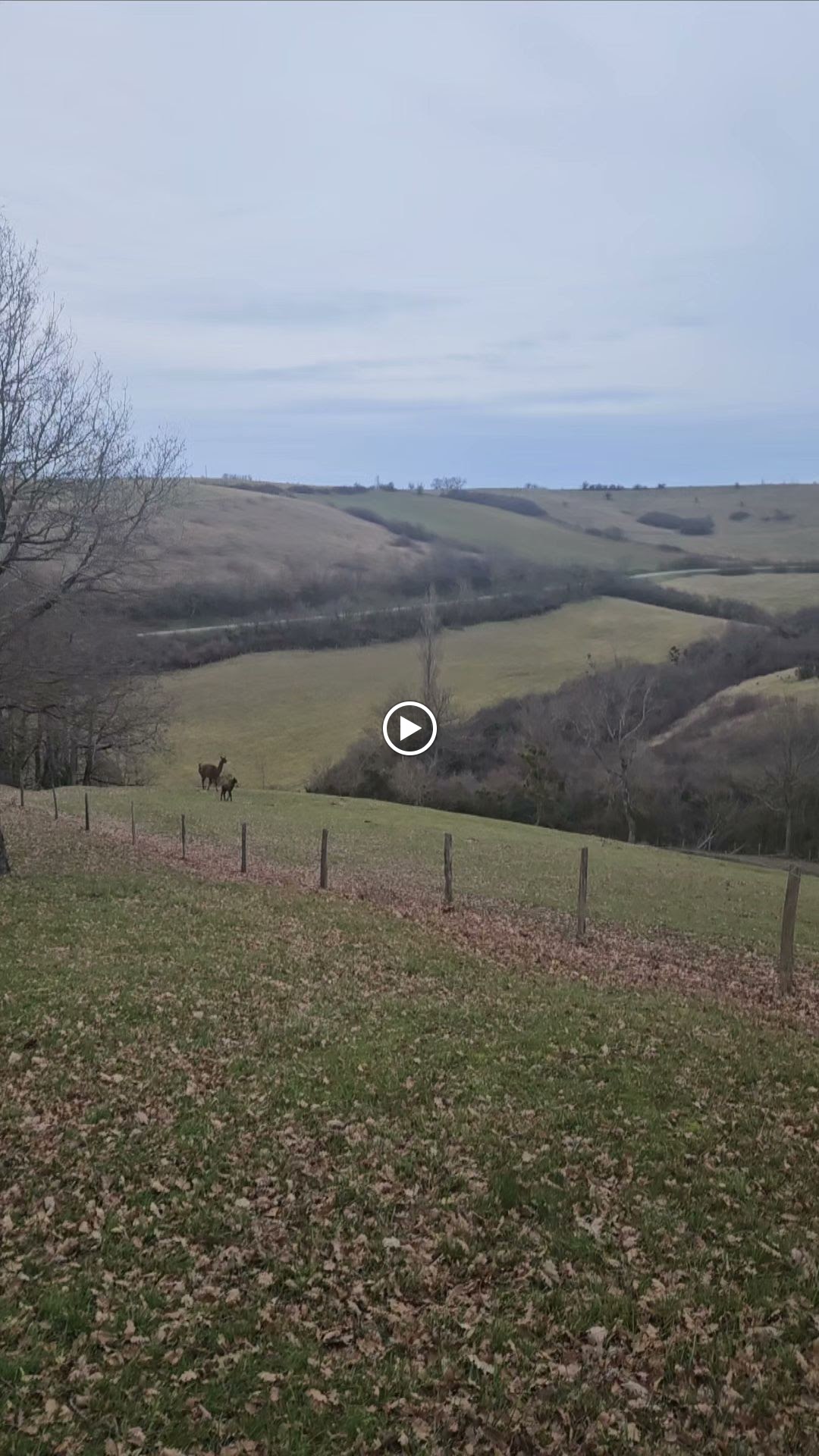Photos de Ferme de castel pouzouilh n°15