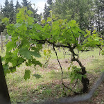 Photos de Camping La Folie n°17