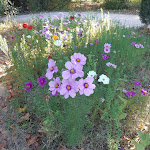 Photos de Camping La Folie n°21