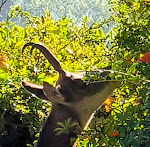 Photos de VILLA CASTEL Maison-Table d'Hôtes & Jardin-Refuge de Biodiversité n°15