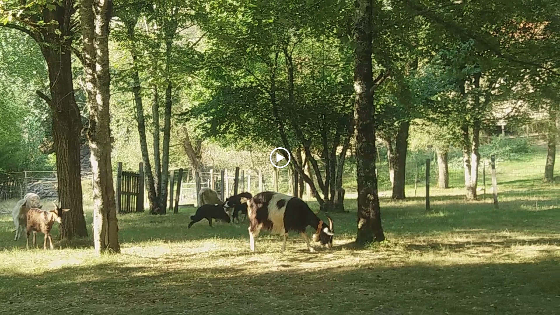 Photos de Camping L'Ecureuil n°15