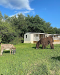 Photos de camping de la ferme aux ânesses n°9