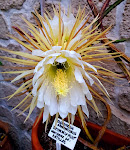 Photos de Les Mimosas B&B - chambres d'hôtes Menton n°8