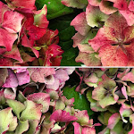 Photos de Le Verrou n°12