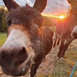 Photos de La Parenthèse Slow n°20